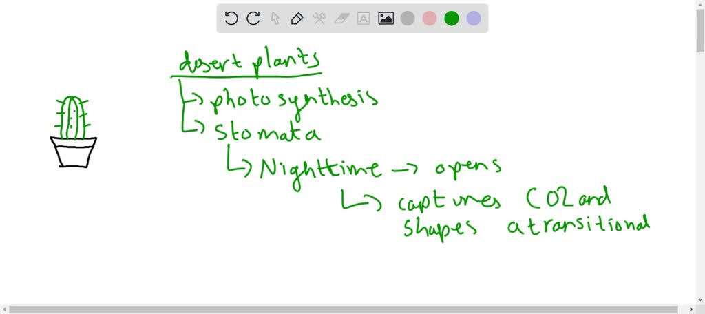 Desert Plants Take Carbon Dioxide At Night Why