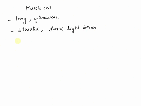 what-type-of-muscle-cell-does-this-model-represent-39217