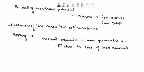 explain-how-the-resting-membrane-potential-is-established-and-maintained-in-neurons-00169