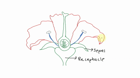 the-_______-of-a-flower-contains-one-or-more-ovaries-in-which-eggs-develop-fertilization-occurs-an-4-90796