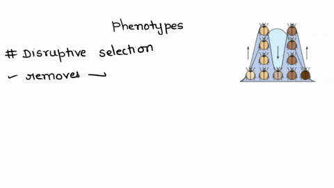 the-distribution-of-phenotypes-shown-in-the-figure-is-most-consistent-with-a-no-selection-b-stabiliz-17563