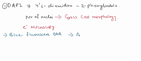 state-some-of-the-scientific-applications-of-using-dapi-and-phalloidin-stains-47527
