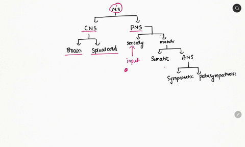 the-peripheral-nervous-system-is-made-up-of-the-________-nervous-system-which-controls-voluntary-muscles-and-the-_________-nervous-system-which-controls-the-automatic-involuntary-functions-10552