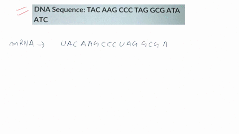 what-amino-acid-sequence-will-be-generated-based-on-the-following-dna-codon-sequence-did-you-read-this-question-carefully-also-are-you-certain-you-may-list-the-three-letter-abbreviations-for-97512