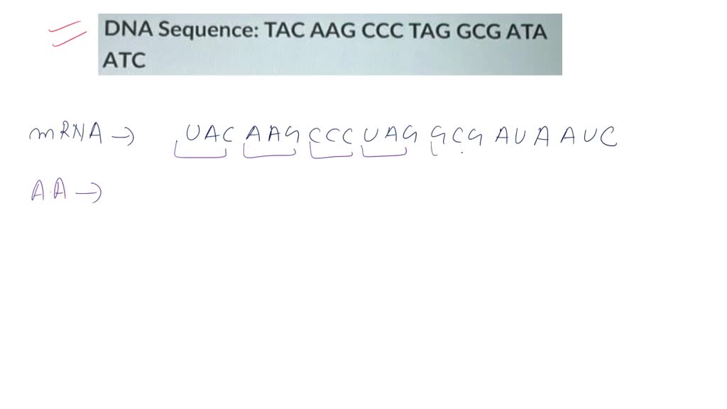 SOLVED: What amino acid sequence will be generated, based on the ...