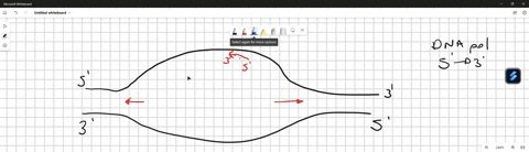 draw-a-dna-replication-bubble-label-each-strand-every-and-all-strands-with-its-5-and-3-ends-label-all-lagging-and-leading-strands-label-all-okazaki-fragments-label-the-primer-and-what-kind-o-54868