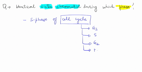 during-the-cell-cycle-when-would-a-chromosome-consist-of-two-identical-sister-chromatids-80274