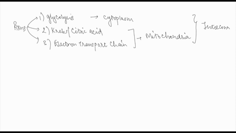 where-do-the-carbon-atoms-in-pyruvic-acid-end-up-following-the-krebs-cycle-they-enter-the-electron-transport-chain-and-make-atp-they-become-par-carbon-dioxide-molecule-and-end-up-in-the-atmo-95645