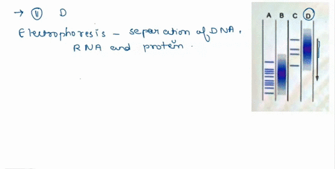 the-following-picture-shows-ethidium-bromide-stained-bands-revealed-by-gel-electrophoresis-of-two-types-of-dna-molecules-digested-with-two-different-restriction-enzymes-one-of-the-dna-sample-21671