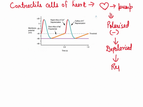 for-the-contractile-cells-of-the-heart-depolarization-is-caused-by-the-outward-diffusion-of-potassium-ions-inward-diffusion-of-sodium-ions-inward-diffusion-of-calcium-ions-outward-diffusion-44931