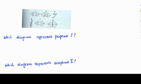 refer-to-the-drawings-figure-132-of-single-pair-of-homologous-chromosomes-as-they-might-appear-during-various-stages-of-either-mitosis-meiosis-and-answer-the-following-questions-28-figure-13-64256