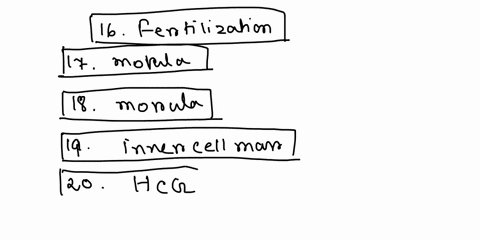 acidic-acrosomal-reaction-amnion-chemical-chorionic-villi-cilia-and-peristalsis-cleavage-endometrial-mucosa-fertilization-fuses-human-chorionic-gonadotropin-hcg-inner-cell-mass-meiosis-ii-mo-80463