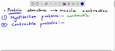 describe-protein-structure-involved-in-muscle-contraction-43242