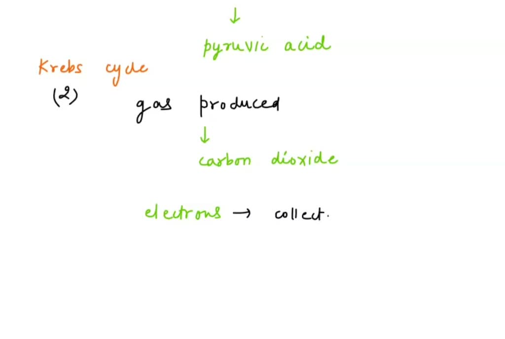 solved-produces-g3p-molecules-oxidative-phosphorylation-light