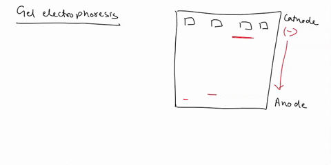ija-1-19-gel-electrophoresis-is-used-to-separate-dna-accordingto-size-and-charge-charge-only-solubility-lectronegativity-ija-2-19-the-uncut-plasmids-may-produce-more-than-one-band-in-the-aga-18696