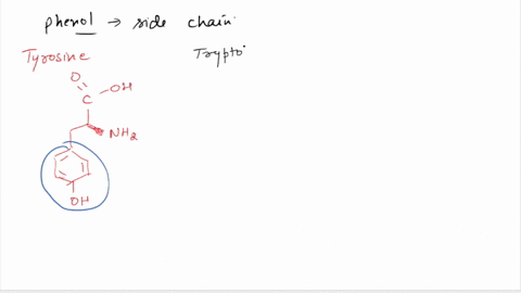 question-10-4pts-10-which-amino-acid-has-a-phenol-in-its-side-chain-a-tyrosine-b-tryptophan-c-isoleucine-d-asparagine-e-histidine-83596
