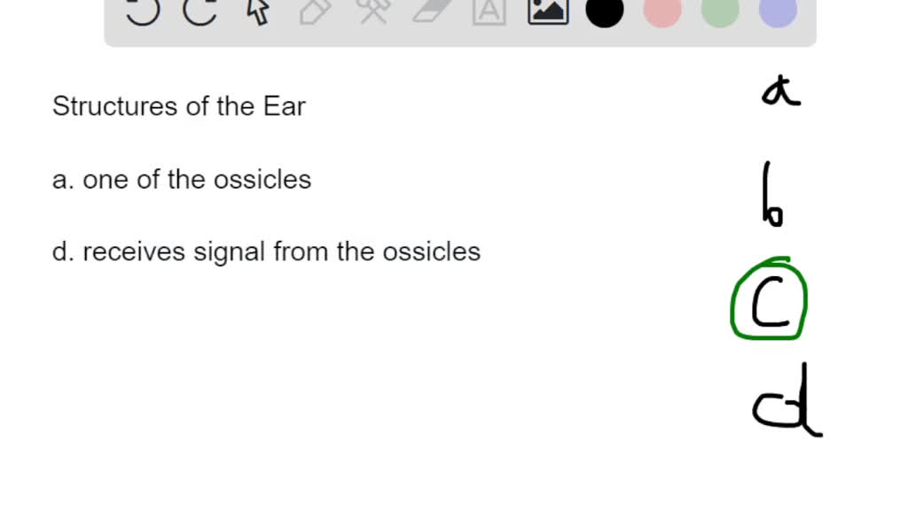 SOLVED The snailshaped tube in the inner ear, where sound waves are converted into neural