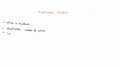 where-does-the-supinator-muscle-originate-lateral-epicondyle-of-the-radius-medial-epicondyle-of-the-humerus-lateral-epicondyle-of-the-humerus-posterior-surface-of-the-distal-ulna-lateral-sup-32281