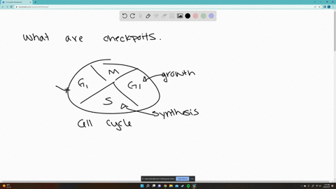 what-are-checkpoints-periods-ol-growth-and-development-between-cell-divisions-transition-points-during-the-process-ol-chromosome-separation-that-allows-cell-division-to-begin-transition-poin-44917