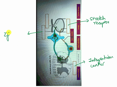 efferent-neuron-effector-sensoryron-can-you-label-the-five-components-of-a-micturition-visceral-reflex-arc-in-the-image-below-integration-center-sensory-neuron-stretch-recepto-sacral-region-84136