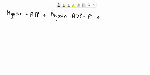 myosin-quickly-breaks-phosphate-bond-of-atp-free-phosphate-group-released-from-the-atp-binding-site-of-myosin-adp-released-from-the-atp-binding-site-of-myosin-new-atp-molecule-binds-to-open-11033