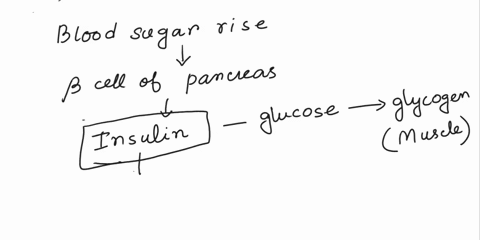 suppose-a-girl-eat-too-much-sweets-how-will-the-hormonesinsulin-from-her-pancreas-help-her-body-cope-with-possible-blood-sugar-level-rise-58994