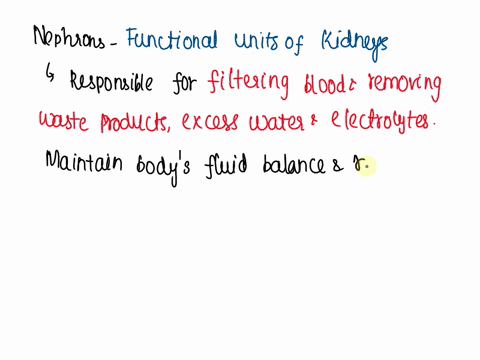 what-are-nephrons-how-are-they-utilized-in-the-filtration-of-the-blood-10912