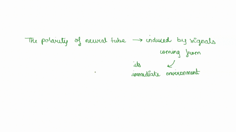 explain-how-the-dorsal-ventral-axis-is-specified-in-the-neural-tube-include-discussion-of-the-roles-of-the-notochord-epidermis-floor-plate-and-roof-plate-88183