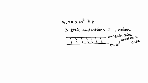 the-genetic-information-contained-in-dna-consists-of-a-linear-sequence-of-coding-units-known-as-codons-each-codon-consists-of-three-adjacent-dna-nucleotides-that-correspond-to-a-single-amino-97576