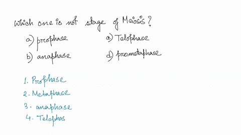 which-one-is-not-stage-of-meiosis-20-p-a-prophase-b-anaphase-c-telophase-d-prometaphase-25836