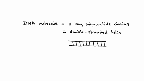consider-the-following-statement-human-cell-contains-46-molecules-of-dna-in-its-nucleus_-doyou-agree-with-it-why-or-why-not-60281