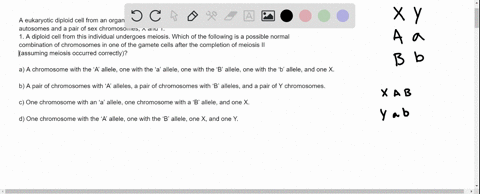 a-eukaryotic-diploid-cell-from-an-organism-with-the-xx-xy-sex-determination-system-has-two-pairs-of-autosomes-and-a-pair-of-sex-chromosomes-x-and-y-1-a-diploid-cell-from-this-individual-unde-43342