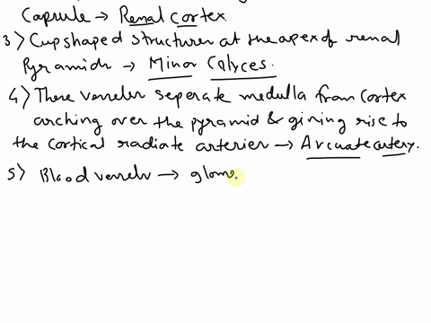 match-the-structure-with-the-proper-descriptionnot-all-terms-will-be-used-arenal-pelvis-drenal-cortex-gefferent-arteriole-bminor-calyces-eperitubular-capillaries-harcuate-artery-jsegmental-a-74308