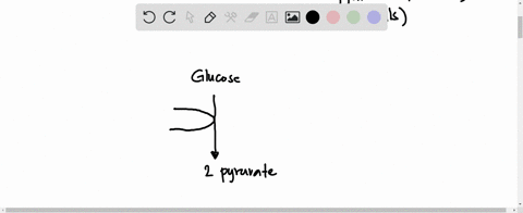 id-question-24-endproducts-of-lactic-acid-fermentation-sarting-with-i-molecuke-of-glucose-the-moubb_-best-answer-0-dton-dodte-wateteat-and-zoatp-0-2ethand-2-carbon-dodde-2-bctic-acid-a-atp-0-14017