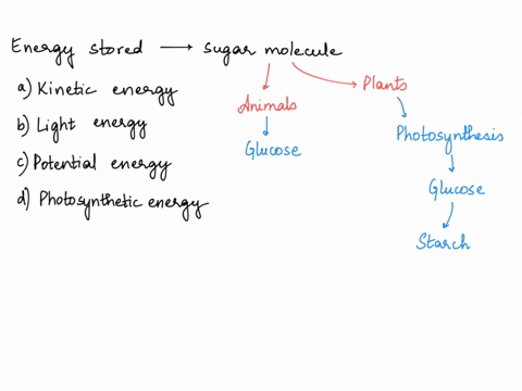 energy-stored-in-the-bonds-of-a-molecule-like-sugar-is-an-example-of-kinetic-energy-light-energy-potential-energy-photosynthetic-energy-07044
