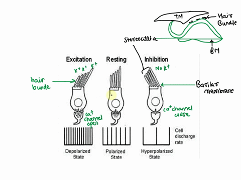 describe-positions-of-basilar-and-tectorial-membranes-as-well-as-hair-bundles-with-respect-to-a-depolarization-of-hair-cells-b-hyper-polarization-of-hair-cells-c-hair-cells-at-rest-85851