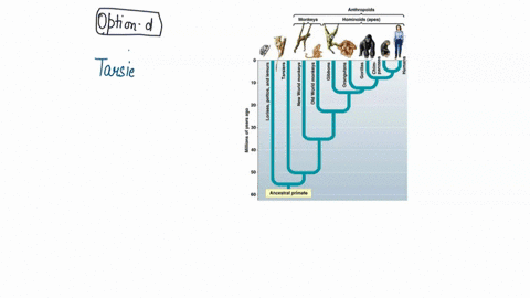 question-10-pts-anthropoids-monkeys-hominoids-apes-j-1-j-ul-1-il-1-1l-j-which-statement-is-true-8-j-1-i-ancestral-primate-tarsiers-and-lemurs-are-more-closely-related-than-tarsiers-and-new-w-40117