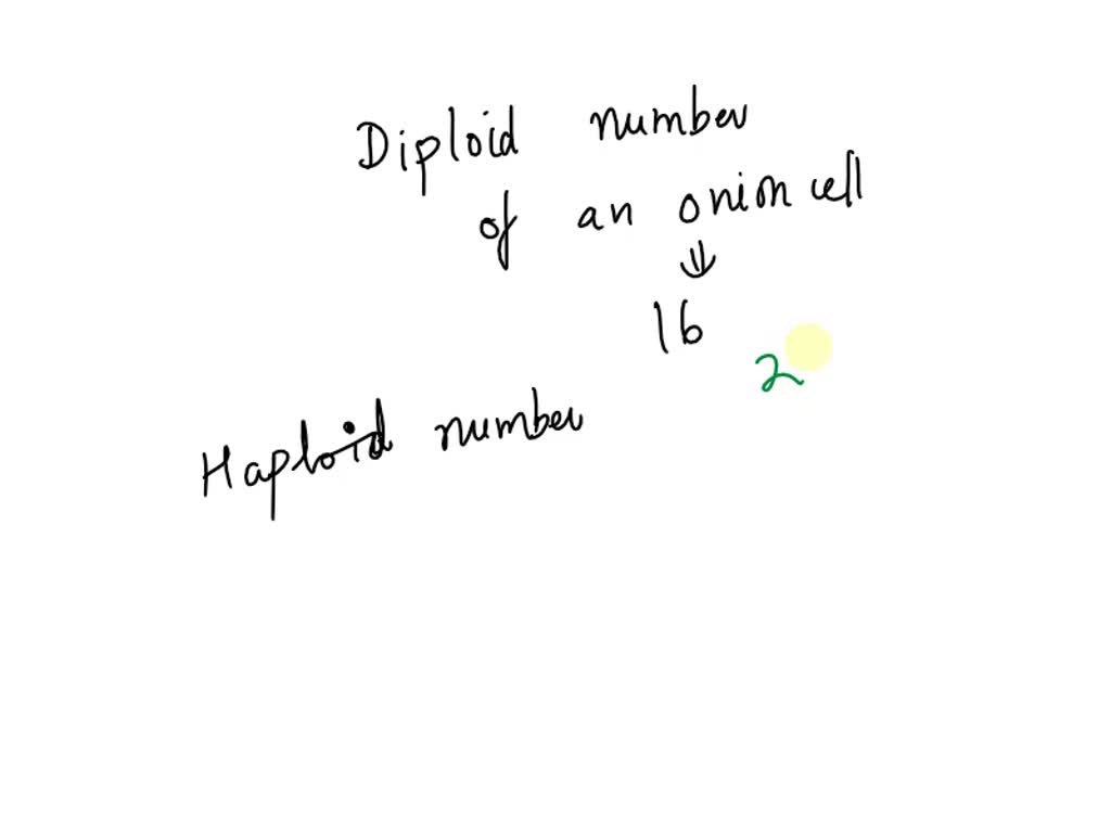 SOLVED If the diploid number of an onion cell is 16, what is its