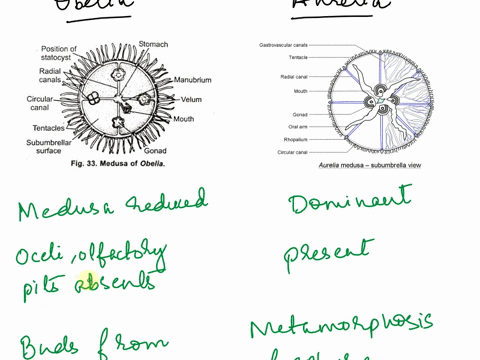 what-are-several-easily-recognized-differences-between-the-obelia-medusa-and-the-aurelia-medusa-list-all-that-apply-and-add-a-picture-53436