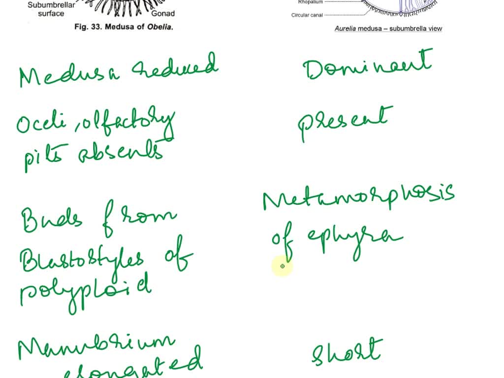 SOLVED What are several easily recognized differences between the