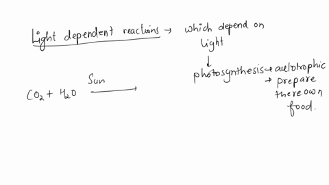 what-are-the-products-of-light-dependent-reactions-why-are-they-important-in-light-independent-reactions-67429