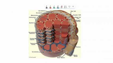 18-15-11-16-15-the-modelillustrates-a-section-of-a-and-its-neuromuscular-end-plate-magnified-approx10000-timesit-is-a-giant-cell1-10-cm-long-and-up-to-01-mm-thickwith-many-8its-chief-functio-24833
