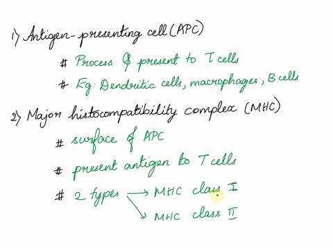 describe-the-following-components-of-adaptive-immunity-and-the-function-of-each-antigen-presenting-cell-mhc-molecules-helper-t-cells-b-cells-cytotoxic-t-cells-45776
