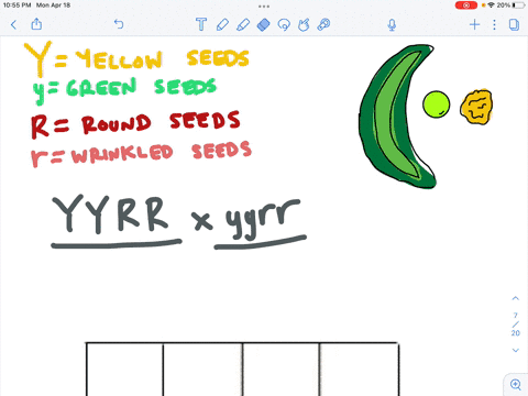 10-in-mendels-original-work-on-the-genetics-of-garden-peas-he-found-that-yellow-seed-color-yy-yy-is-dominant-over-green-seeds-vyl-and-that-round-seed-shape-rr-rr-is-dominant-over-wrinkled-se-27278