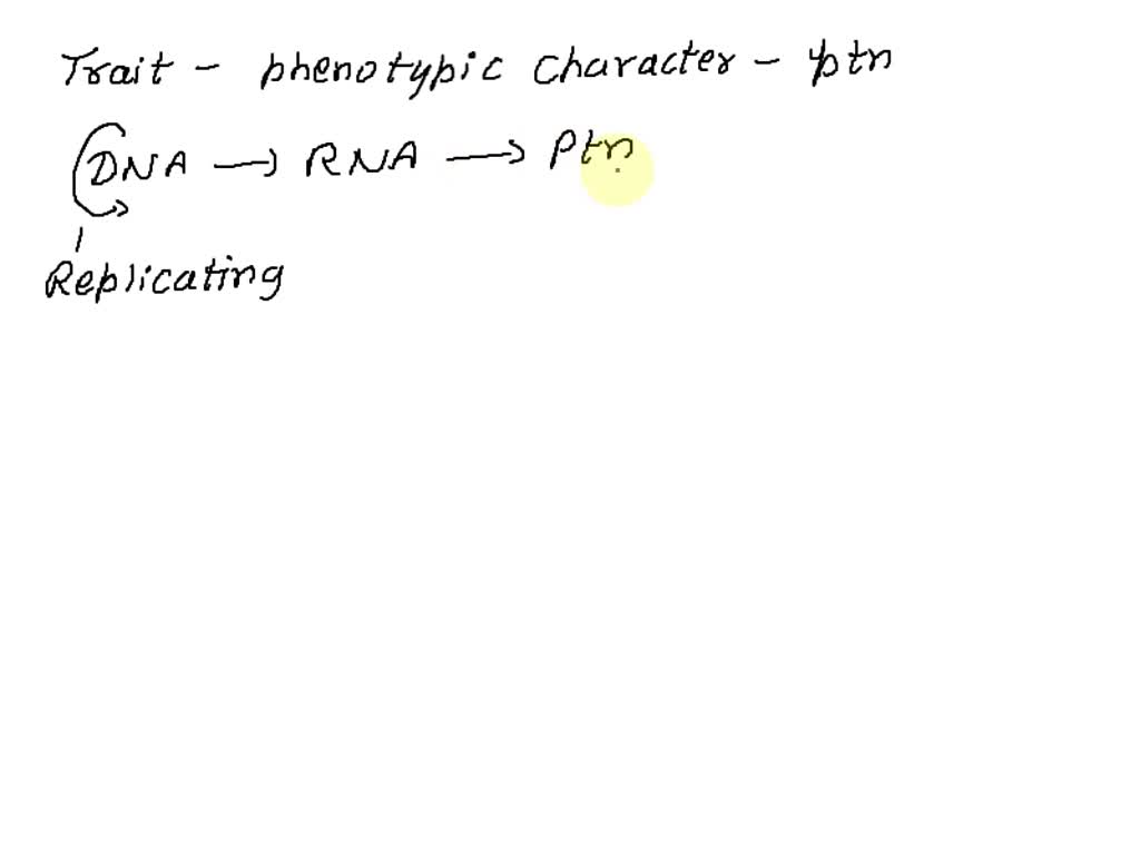 solved-how-do-genes-determine-the-traits-of-an-organism-explain-in