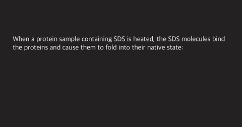 which-statement-is-false-all-of-these-statements-are-true_-sds-coats-the-proteins-with-a-uniform-negative-charge-when-a-protein-sample-containing-sds-is-heated-the-sds-molecules-bind-to-the-93192