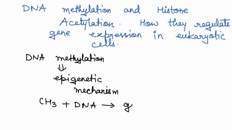 describe-dna-methylation-and-histone-acetylation-and-their-how-they-regulate-gene-expression-in-eukaryotic-cells-45226