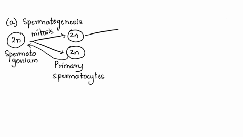 how-many-sperms-will-be-produced-from-10-primary-spermatocytes-and-how-many-eggs-will-be-produced-from-10-primary-oocytes-75543