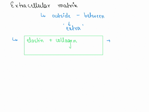 loose-and-dense-connective-tissue-extracellular-matrix-of-elastin-and-collagen-fibers-extracellular-matrix-is-fluid-adipose-tissue-extracellular-matrix-occupies-a-small-volume-relative-to-th-18465