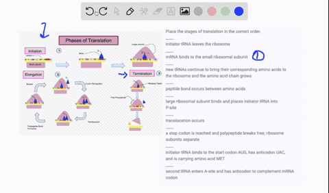 place-the-stages-of-translation-in-the-correct-order-____-initiator-trna-leaves-the-ribosome-____-mrna-binds-to-the-small-ribosomal-subunit-____-new-trnas-continue-to-bring-their-correspondi-29547